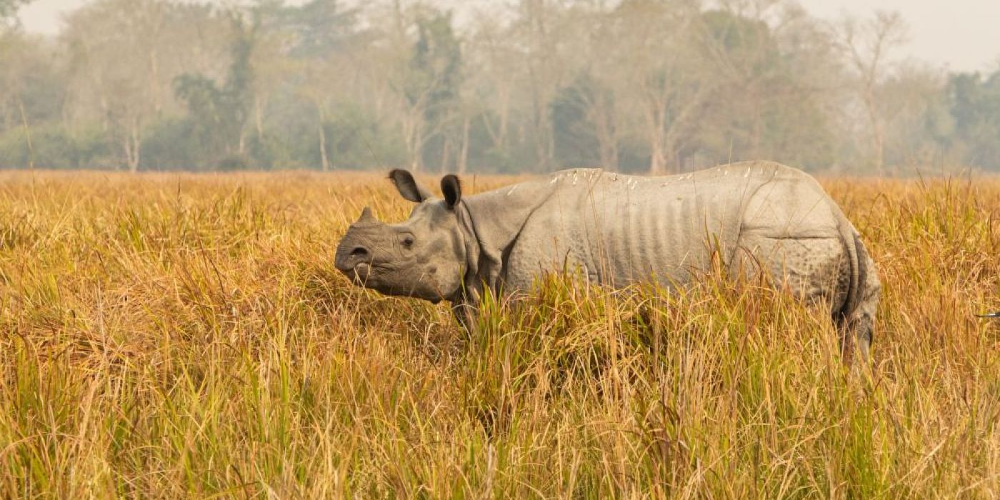 really-big-endangered-indian-rhinoceros-male-nature-habitat-kaziranga-national-park-india-scaled-4da087dd