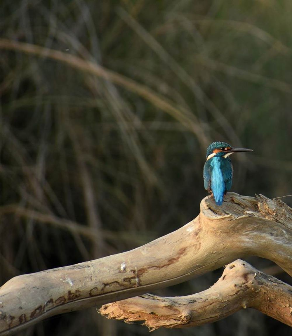 King fisher in Chitwan National Park near Barahi Jungle Lodge, Nepal