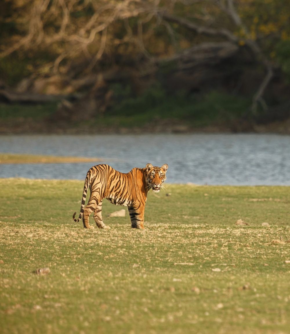 Royal Bengal Tiget
