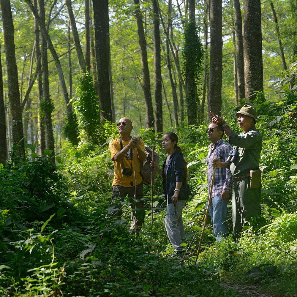 Jungle walk in Chitwan National Park, one of the things to do in Chitwan