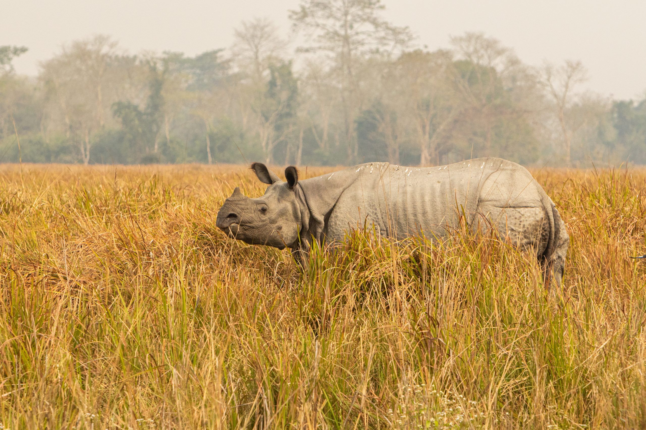 The best time to visit Chitwan National Park to spot the white horned rhinoceros is from October to June