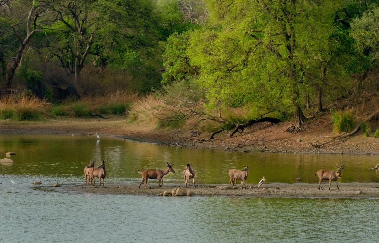 herd-wild-deer-middle-lake-surrounded-by-greenery-1-768x493