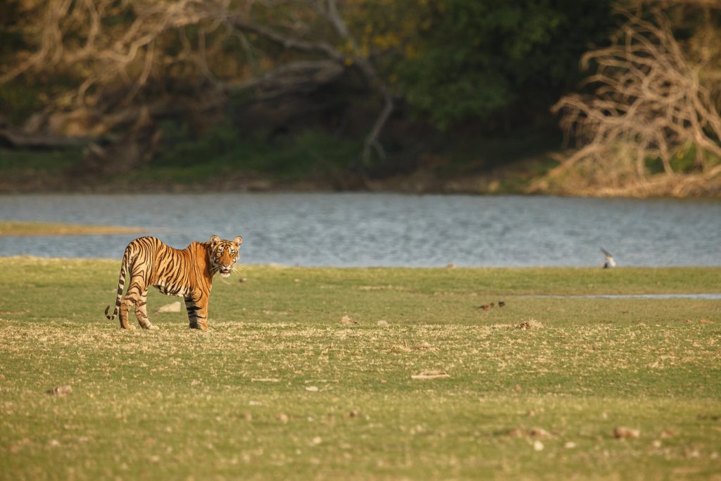 Royal Bengal Tiger