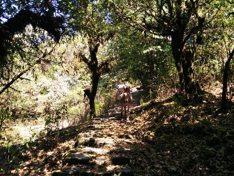 Panchase trekking route from Pokhara