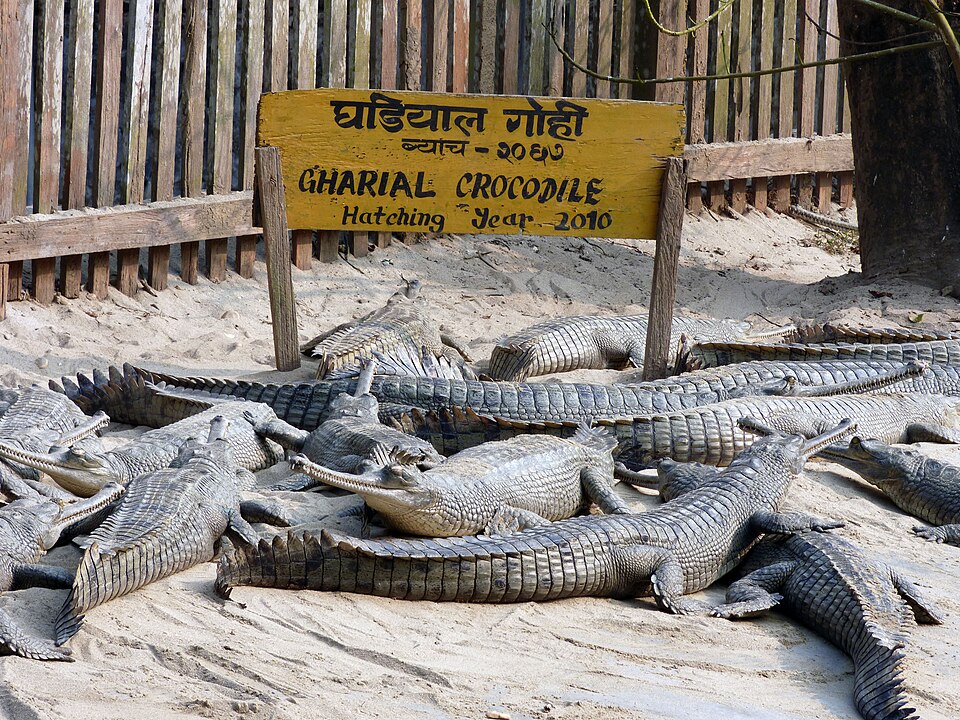 Gharial breeding center in Chitwan National Park