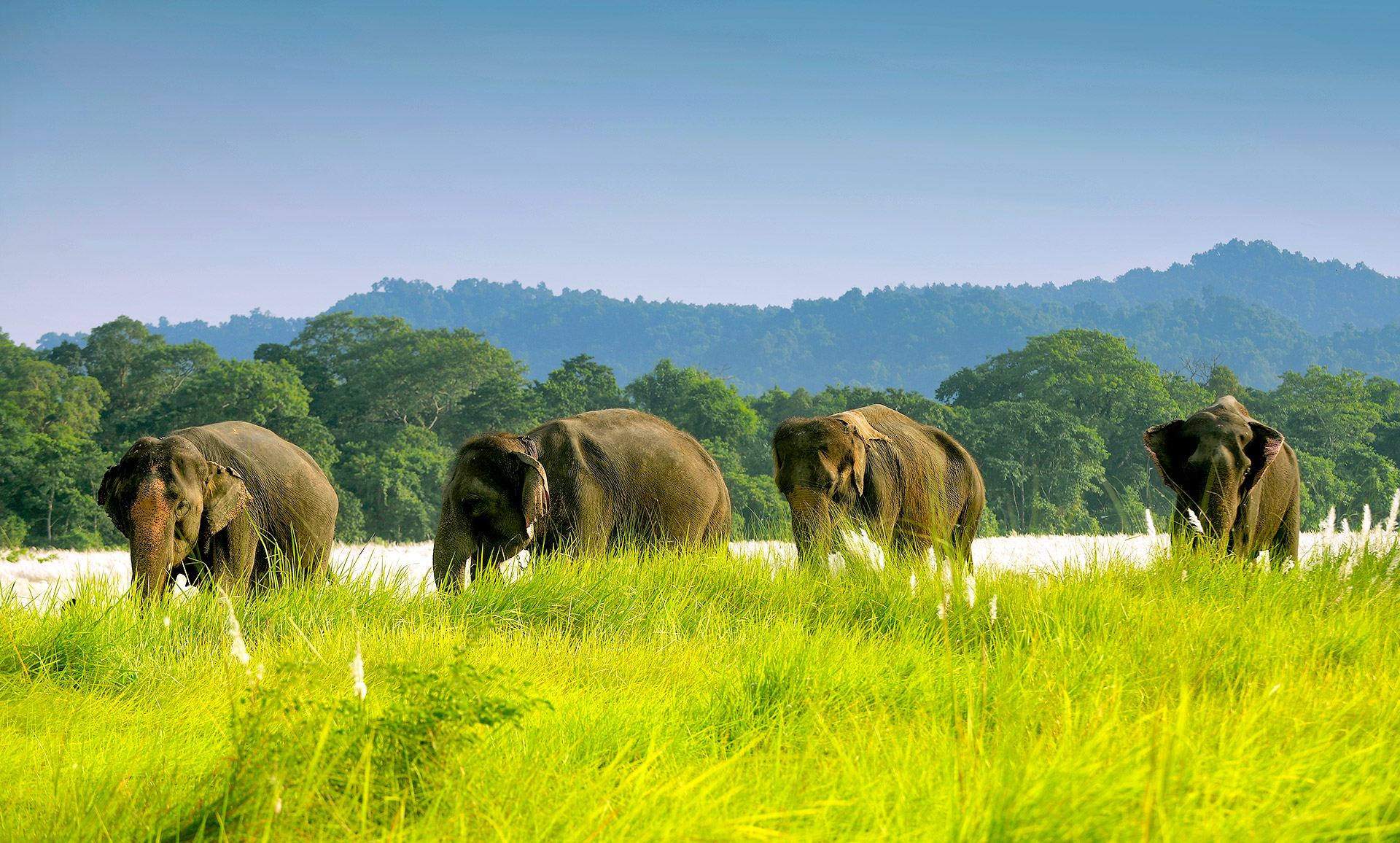 animals in chitwan national park