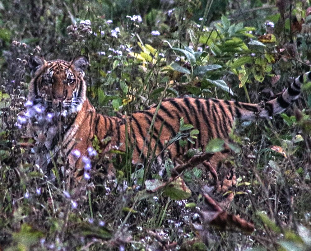 rare wildlife in chitwan national park - tiger