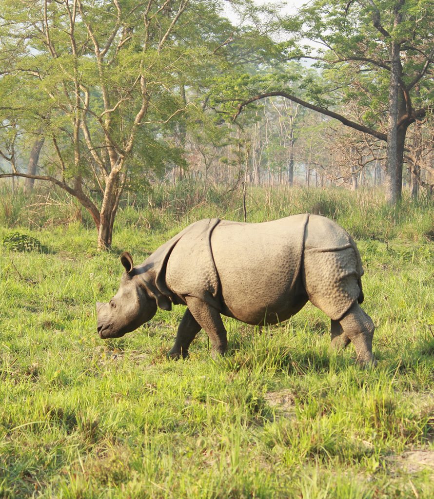 one horned rihno
