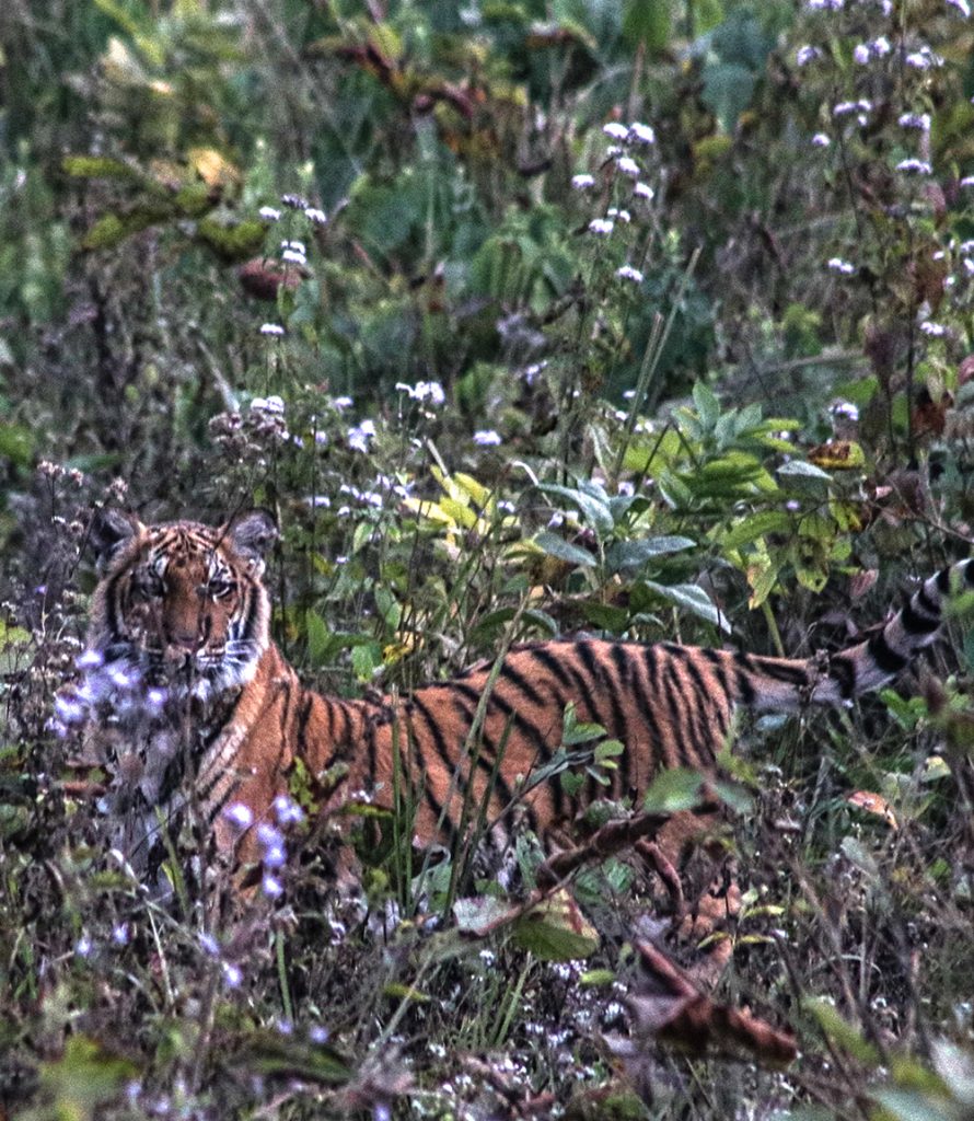 things to do in chitwan