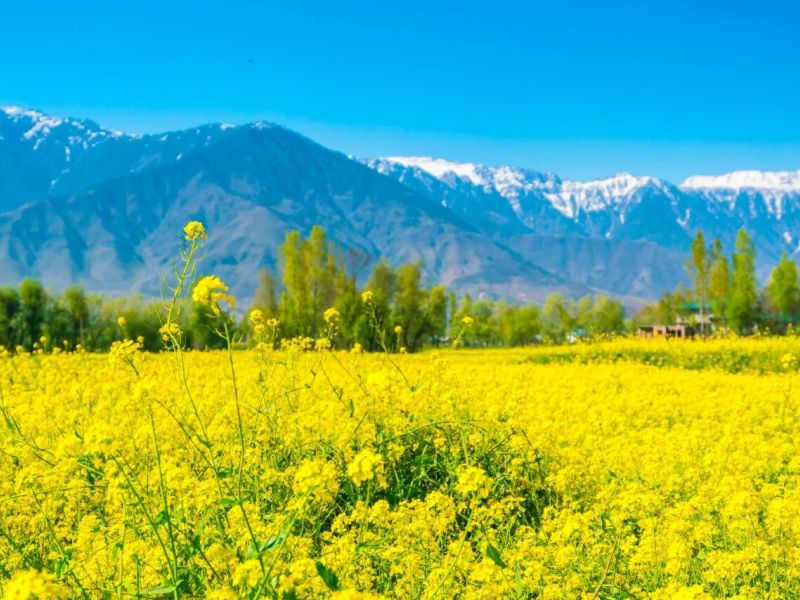 mustard-field-with-beautiful-snow-covered-mountains-landscape-kashmir-state-india