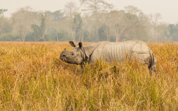 really-big-endangered-indian-rhinoceros-male-nature-habitat-kaziranga-national-park-india