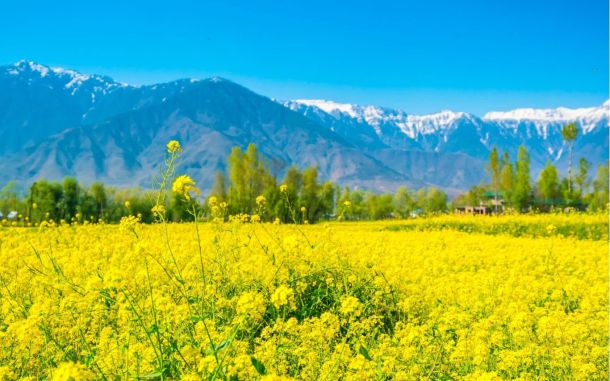 mustard-field-with-beautiful-snow-covered-mountains-landscape-kashmir-state-india
